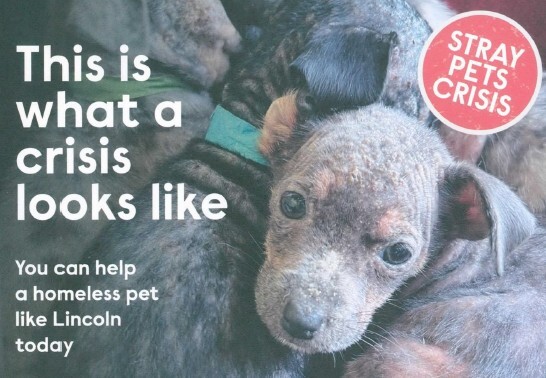 Woodgreen 2026 Direct Mail piece showing an uncared for puppy with subhead 'You can help a homeless pet like Lincoln today" highlighting the impact of talking about solving the needs of one rather than many
